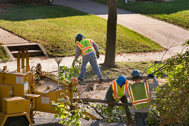 Best Leaf Removal  in Highland Park, IL